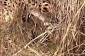 Watch | Namibian cheetah ‘Jwala’ gives birth to four cubs at Kuno National Park