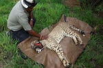 Namibian cheetah Shaurya dies at Kuno National Park — tenth death so far