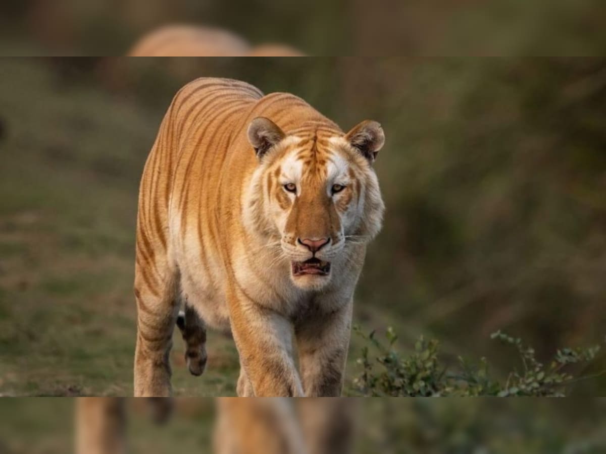 1200px x 900px - Assam CM Sarma posts image of rare golden tiger sighted in Kaziranga  National Park