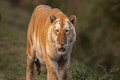 Assam CM Sarma posts image of rare golden tiger sighted in Kaziranga National Park