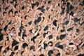 Shrine in Japan allows women to participate in 'naked man' festival after 1,250 years
