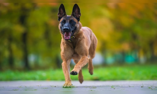 NSG switches to Belgian Malinois – the dog breed used by US Navy Seals ...