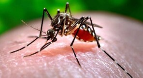 National Dengue Day: Tips to stay safe from the mosquito-borne infection