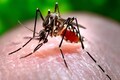 Level 1 travel health advisory issued for dengue and Oropouche fever in Brazil: All you need to know