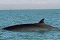 New study decodes the pattern behind fin whale songs