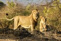Won't tolerate that you are killing lions every day: Gujarat HC tells Railways