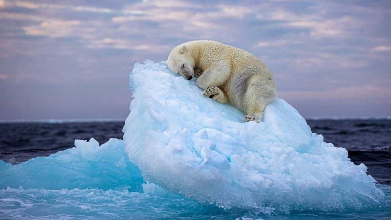 Picture of sleeping polar bear by British amateur photographer bags top wildlife photography honour CNBC TV18