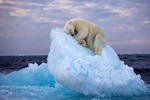 Picture of sleeping polar bear by British amateur photographer bags top wildlife photography honour