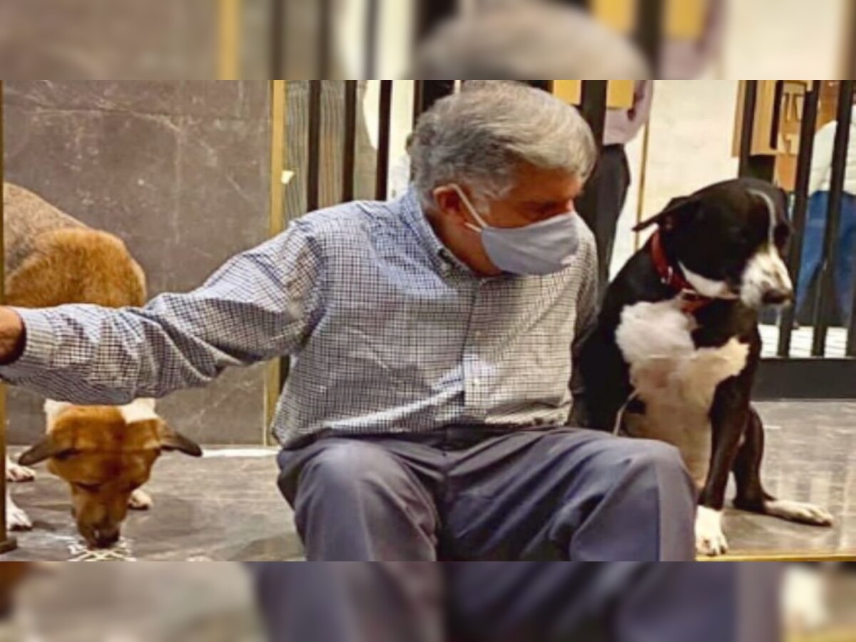 Tata Trusts Small Animal Hospital to open soon; all you need to know about  this 'pet' project
