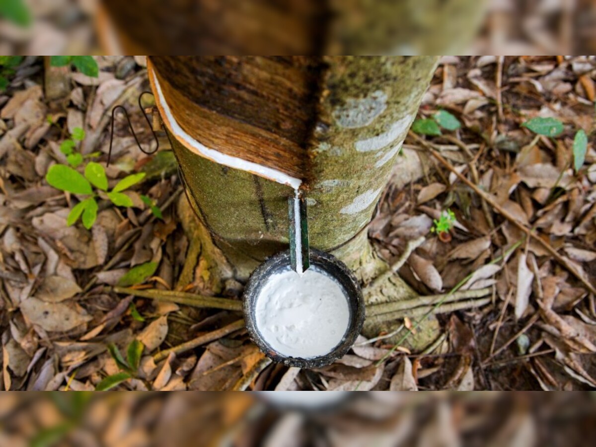 5% higher natural rubber production in FY24: All India Rubber Industry  Association - The Economic Times