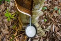India increases outlay to develop natural rubber, curb import dependence