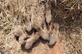 Cheetah Gamini gave birth to not five but six cubs at Kuno National Park: Union Minister Bhupender Yadav