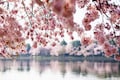 Cherry blossoms paint Tokyo and Washington pink way too early amid climate change