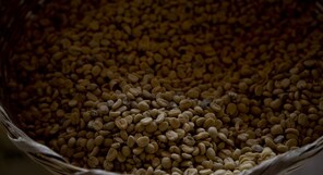 The world's most popular coffee may be over 600,000 years old