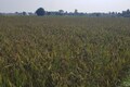Indian govt allows export of 1,000 tonnes of Kala Namak rice