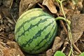 Kannauj farmer's experiment with Taiwanese watermelon cultivation triples his profit