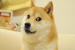 Kabosu, the iconic Shiba Inu dog who inspired dogecoin, dies at 18
